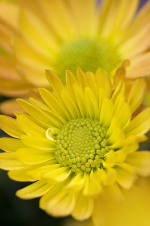yellow flowerの写真素材