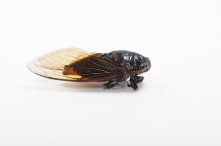 Cicadidaeの写真素材