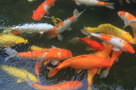 gold fishの写真素材