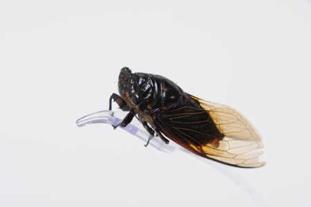 Cicadidaeの写真素材
