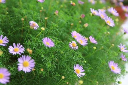 purple flowerの写真素材