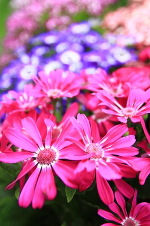 pink flowerの写真素材
