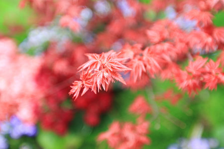 red leaf