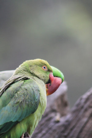 Parrot