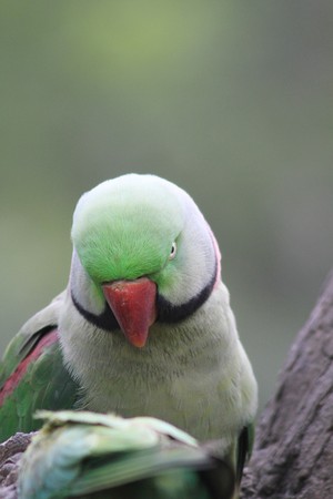 Parrotの写真素材