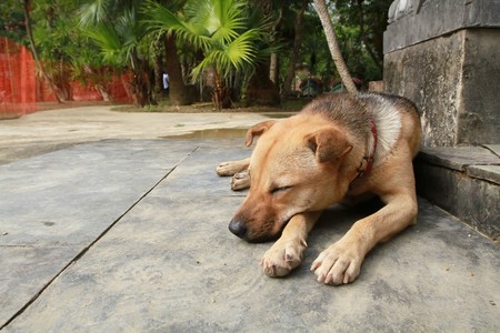 Dogの写真素材