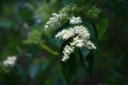 white flowerの写真素材