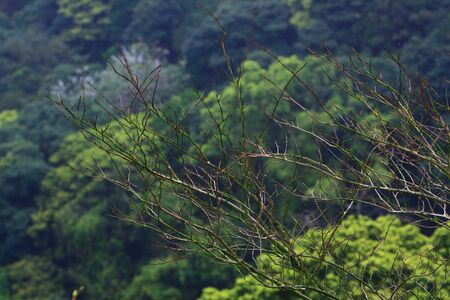 Forest and mistの写真素材