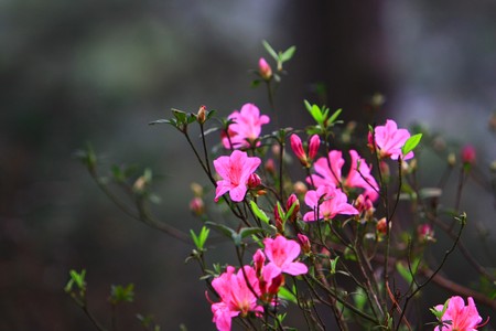 Azaleaの写真素材