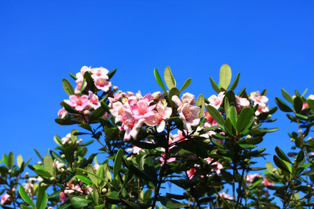 pink flower