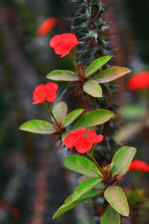red flower