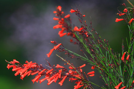 red flower