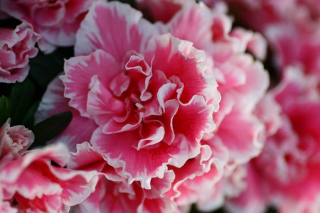 Rhododendronの写真素材