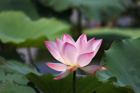 Lotus flowerの写真素材