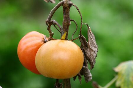 Tomatoes の写真素材