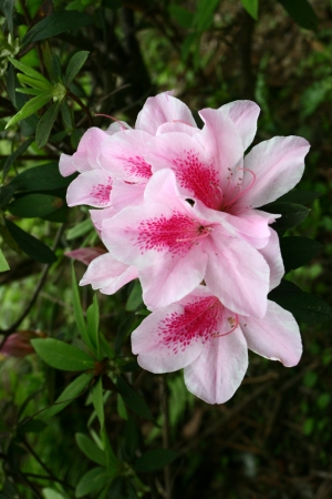 Rhododendronの写真素材