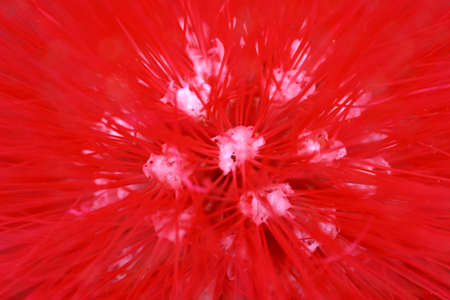 red flower の写真素材