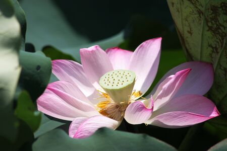 Lotus flowerの写真素材