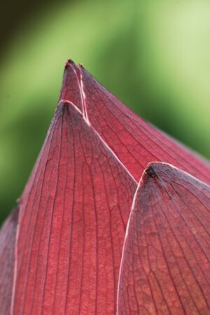 Lotus flowerの写真素材