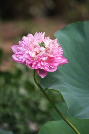 Lotus flowerの写真素材