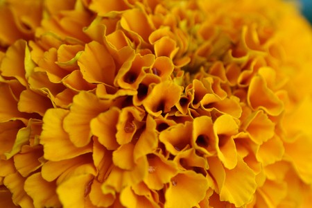 yellow flowerの写真素材