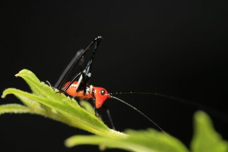 red Insectの写真素材