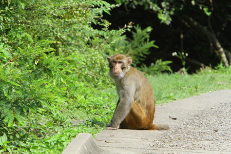 Macaque