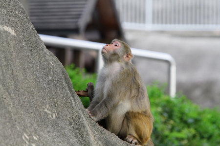 Macaqueの写真素材