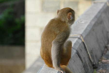 Monkeyの写真素材