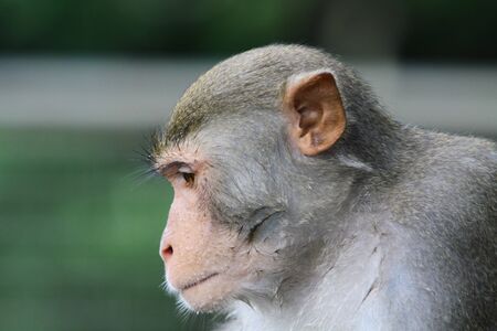 Monkeyの写真素材