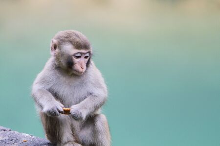 Monkeyの写真素材