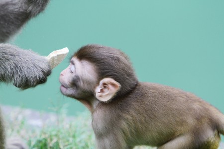 Macaqueの写真素材