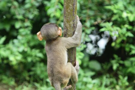 Macaqueの写真素材