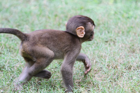 Macaque