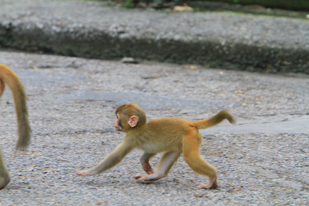 Macaque