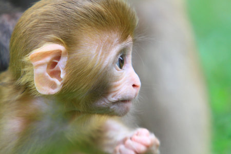 Macaque baby