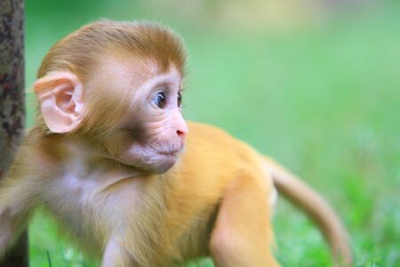 Macaque babyの写真素材