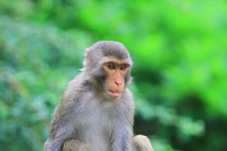 macaquesの写真素材