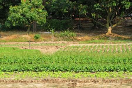  Field of cabbageの写真素材