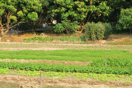  Field of cabbageの写真素材