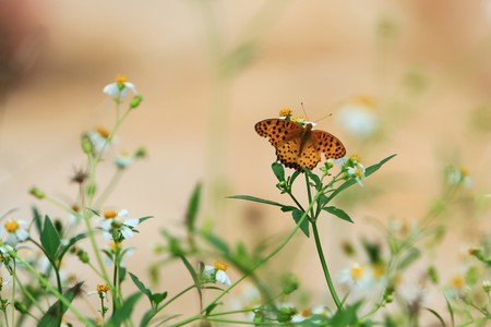 Butterflyの写真素材