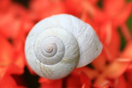 red flower and snailの写真素材