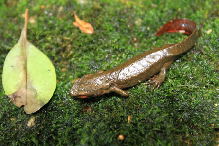 Paramesotriton hongkongensisの写真素材