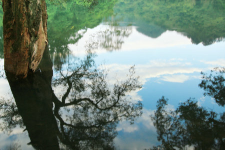 nature view 