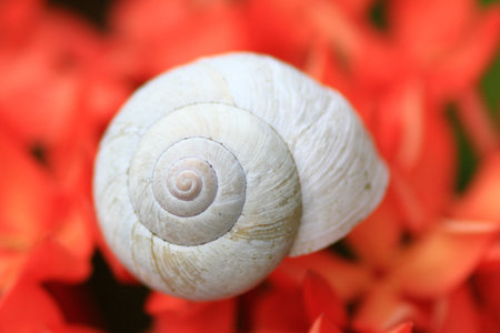 red flower and snail