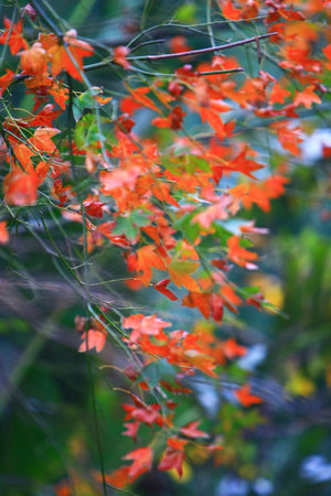 red leaf
