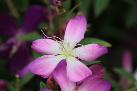 Purple Flowerの写真素材