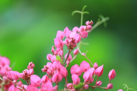 pink flowerの写真素材