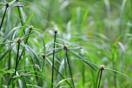 grassの写真素材
