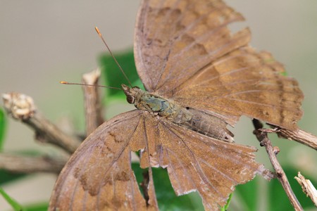 butterflyの写真素材